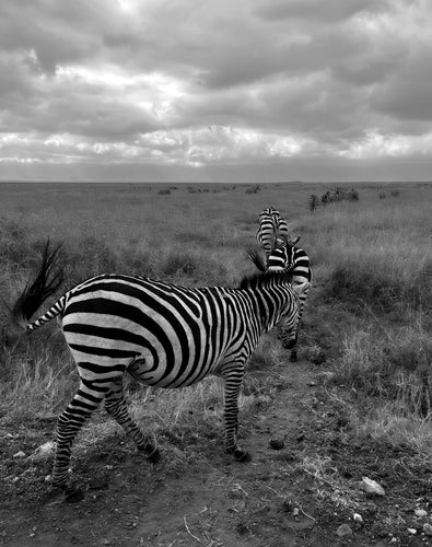 Stripes on the
Move