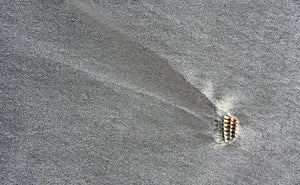 Venus' Comet
