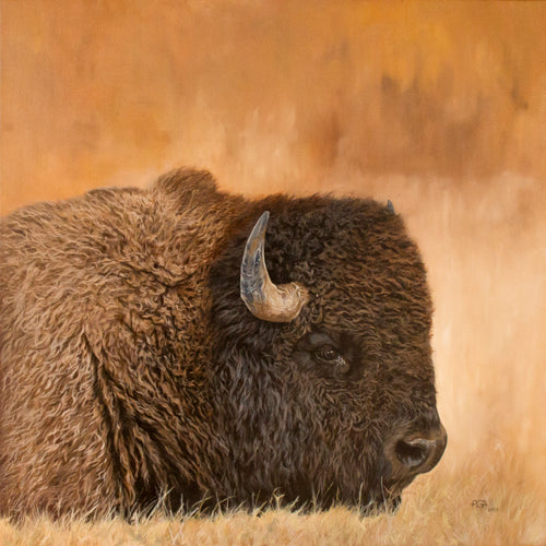 Meanwhile in Lamar Valley