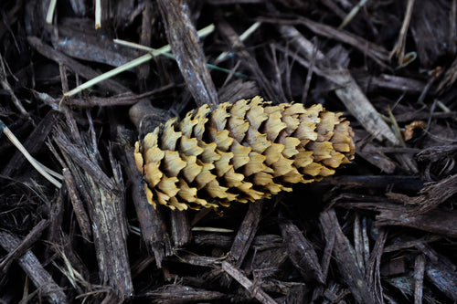 Pinecone